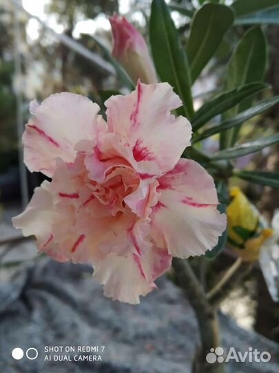 Адениум привитый