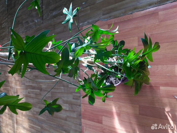 Филодендрон