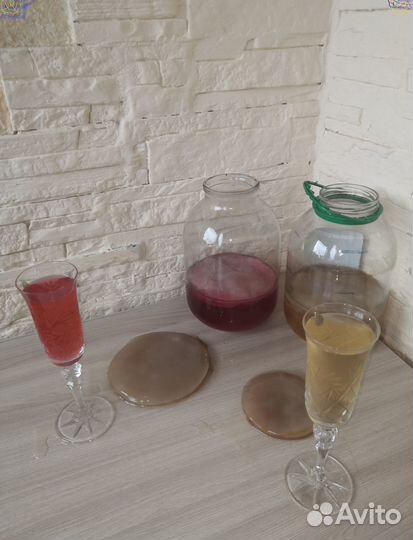 Чайный гриб