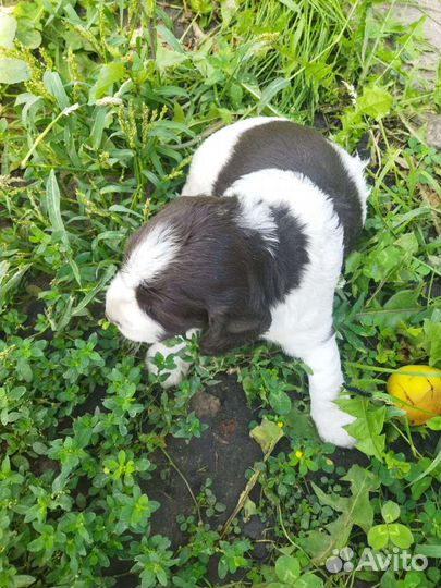 Щенок спаниеля