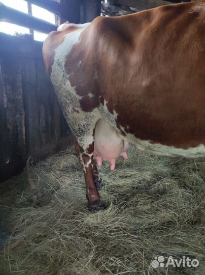 Корова Дуня