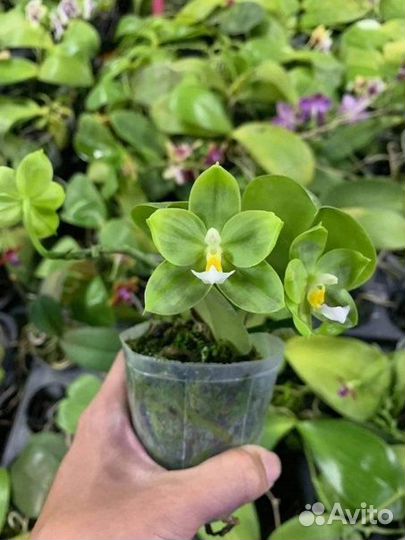 Орхидея Phal green Goblin