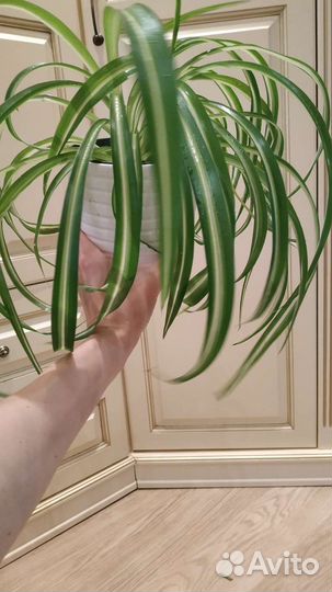 Хлорофитум хохлатый. Традесканции