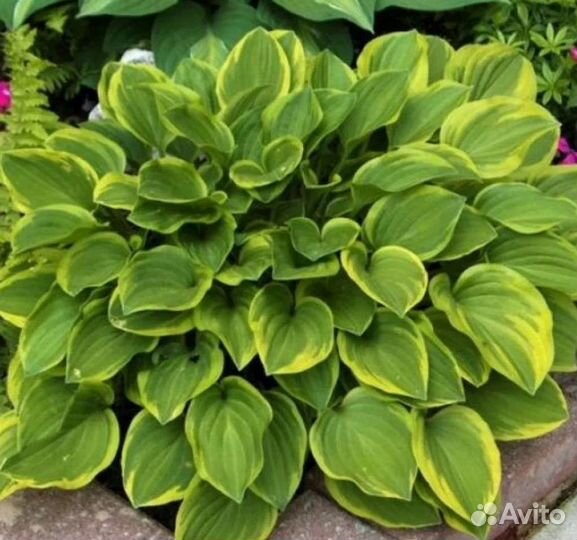 Хоста Голден Тиара