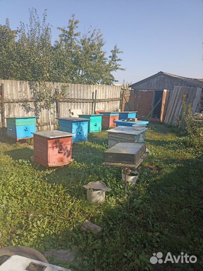 Пчелосемьи с ульями