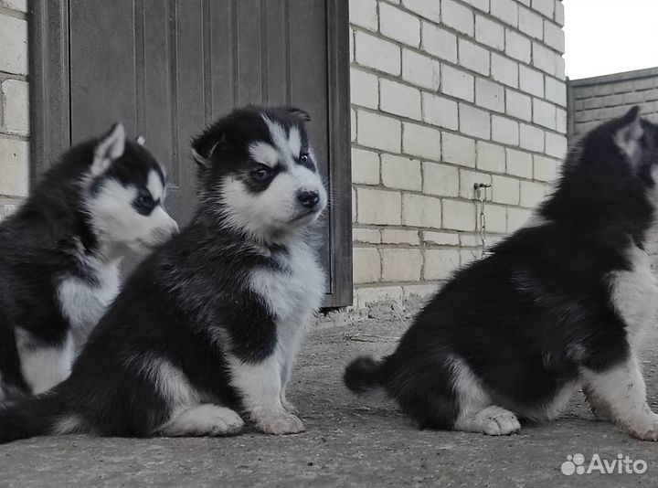 Шенки Сибирской Хаски