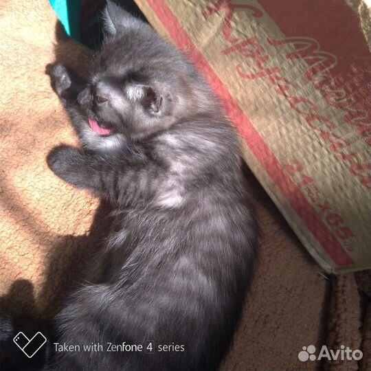 Котята