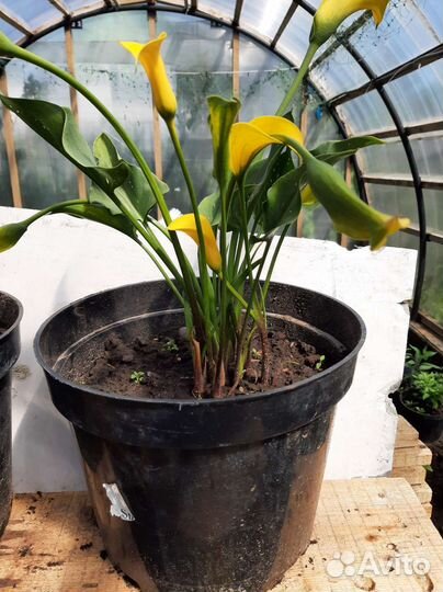 Гортензии,каллы,мята шоколадная,спиреи бордюрные