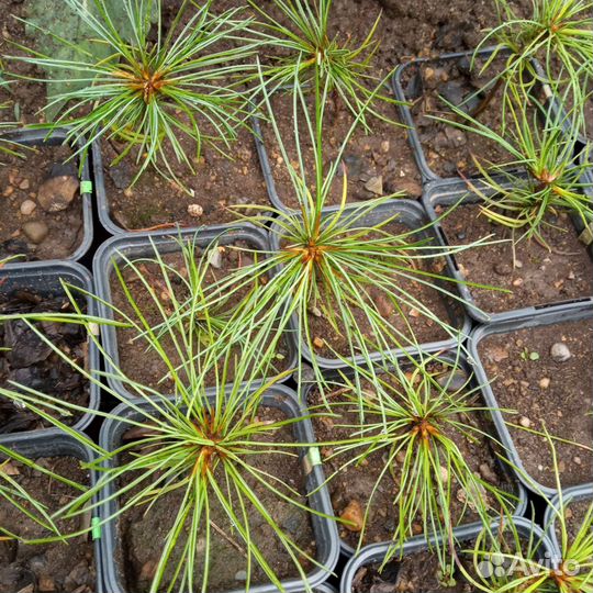 Сосна корейская (кедр корейский)