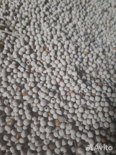 Горох кормовой