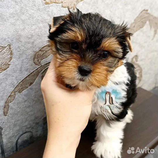 Бивер терьер девочка и мальчик