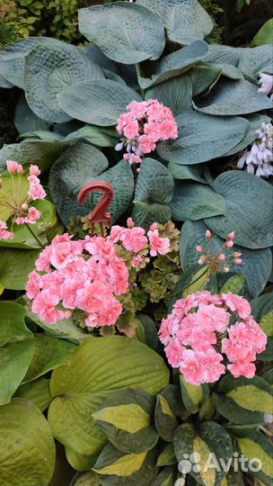 Пеларгония Cara Rosa