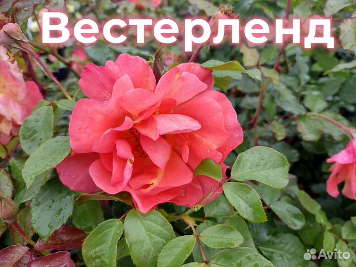 Сортовые Розы Саженцы Питомник Опт