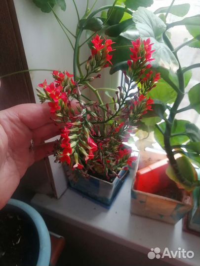 Каланхоэ лечебное, цетущее, отростки