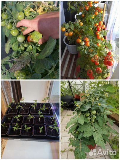 Рассада томатов