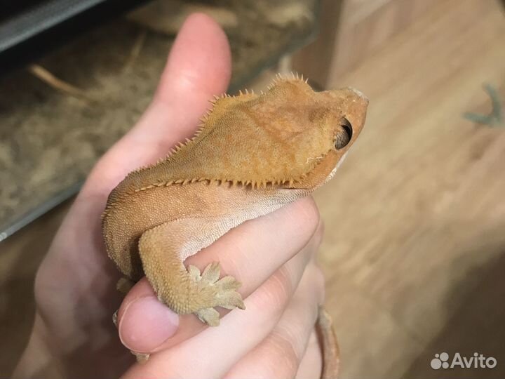 Ящерица бананоед