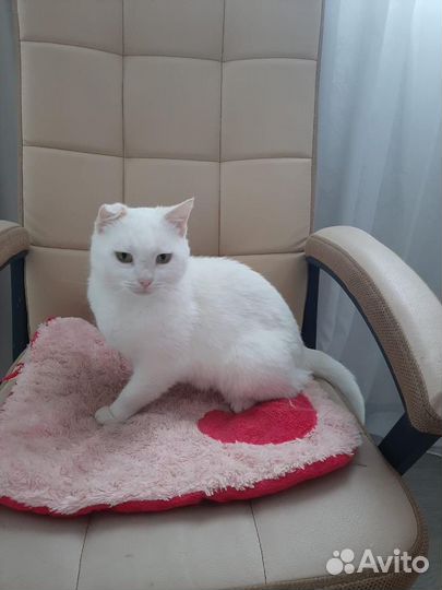 Кошка в добрые руки отдам бесплатно