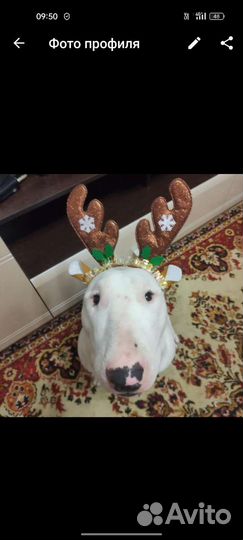 Бультерьер вязка