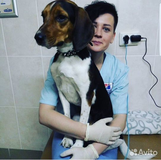 Усыпление животных на дому (эвтаназия )