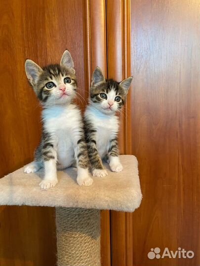 Красивые и умные котята