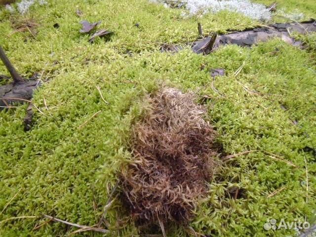 Мох боровой для сруба (бани, дома и тд )