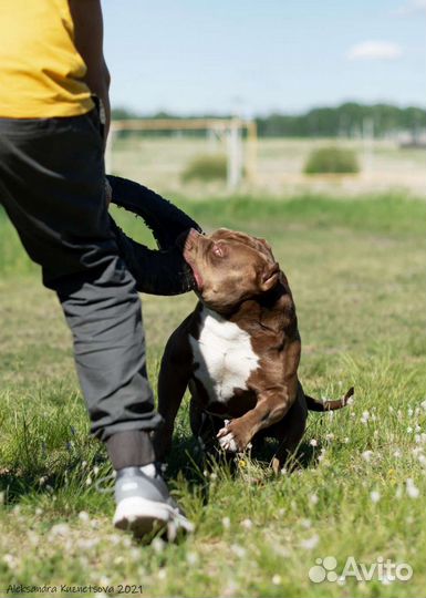 Американский булли шоколадный трик. Вязка