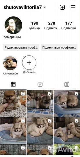 Померанский шпиц мини