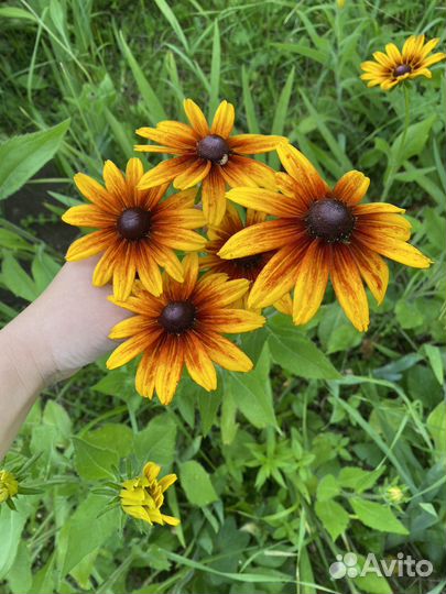 Рудбекия. Гелениум