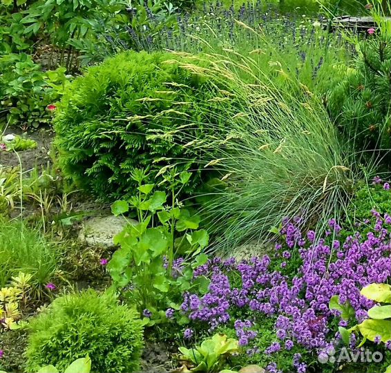 Почвопокровные растения для сада