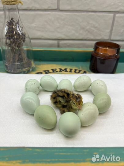 Инкубационное яйцо перепелов породы селадон
