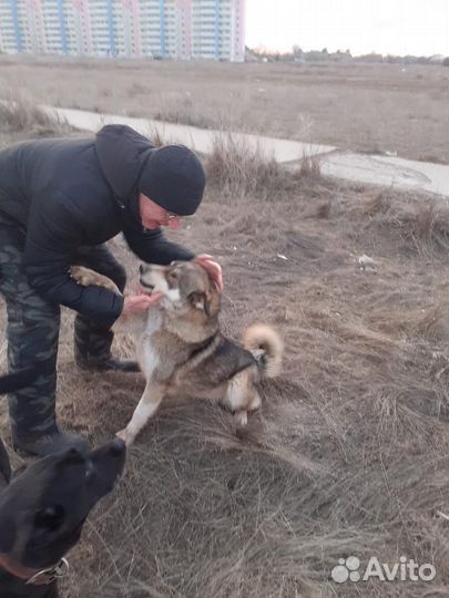 Собака в добрые руки