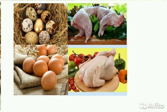 Животные, птица