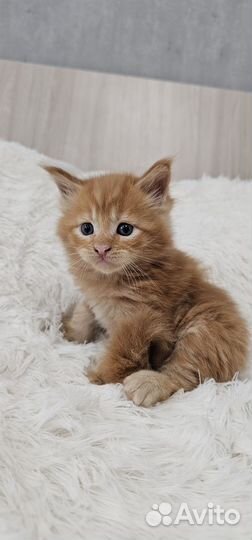 Котята мейн-кун