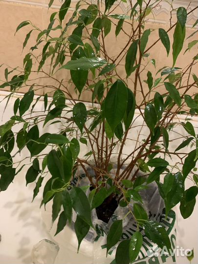 Фикус бенджамина большой