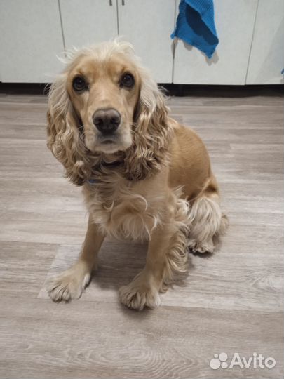 Кокер спаниель