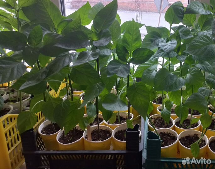 Рассада помидор и перцев