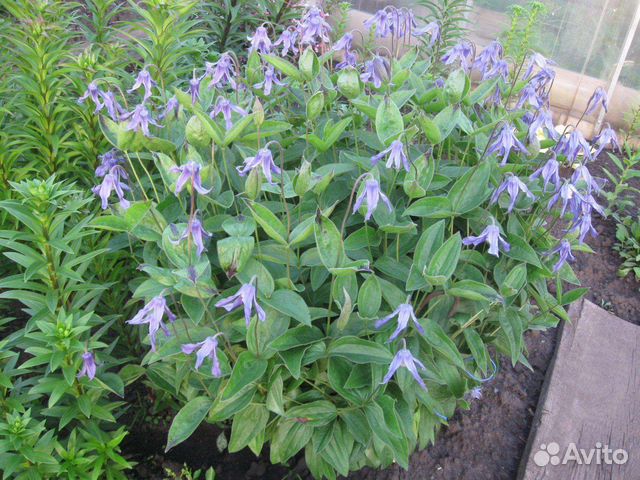 Редкие многолетние растения для сада