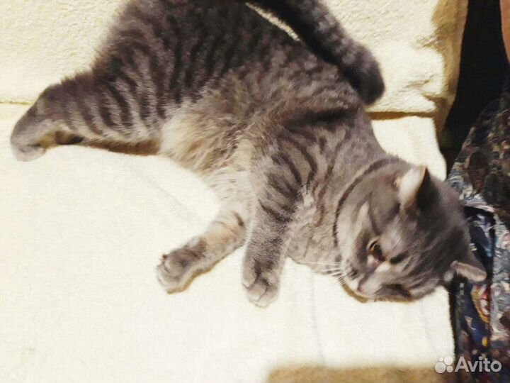 Кошка Лиза,стерильная