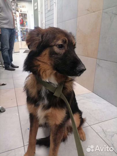 Красивая собака ищет дом в добрые руки