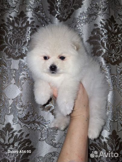 Щенки померанского шпица