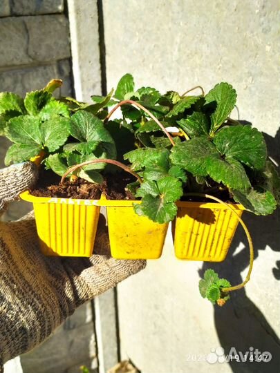 Саженцы ремонт клубники Альтес