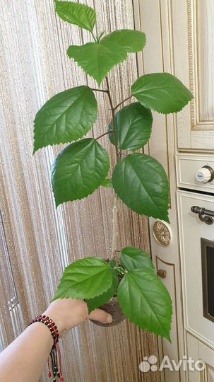 Гибискус красный махровый