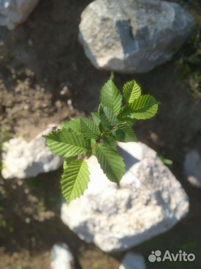 Вяз обыкновенный саженцы с зкс