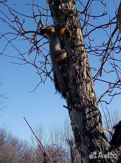 Спил деревьев, покос травы
