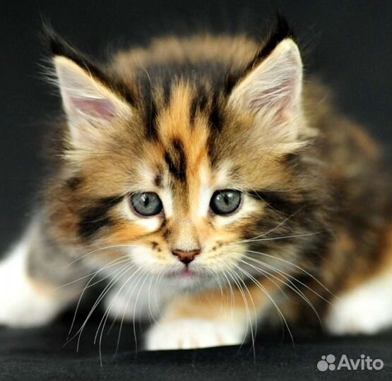 Котята, котёнок разные в добрые руки