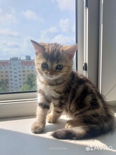 Британская