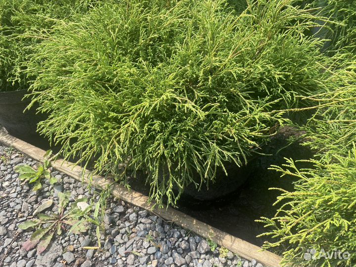 Кипарисовник горохоплодный филифера нана