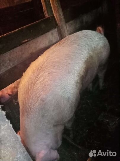 Хряк ландрас