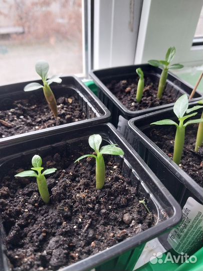 Адениум выращенный из семян