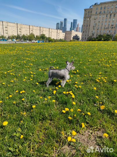 Цвергшнауцер. Вязка